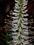 Culver's root